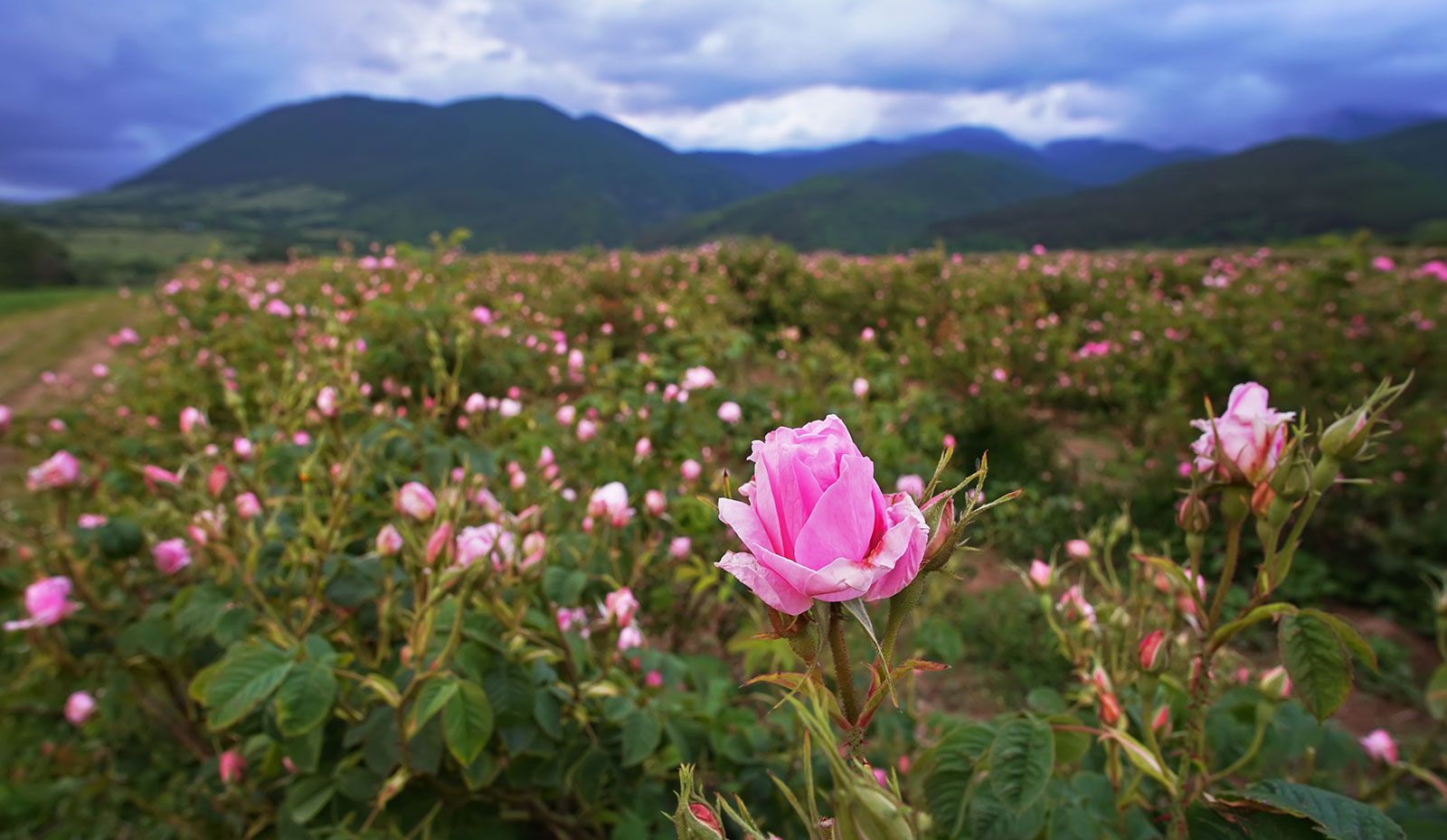 Болгарская роза атмосферное фото