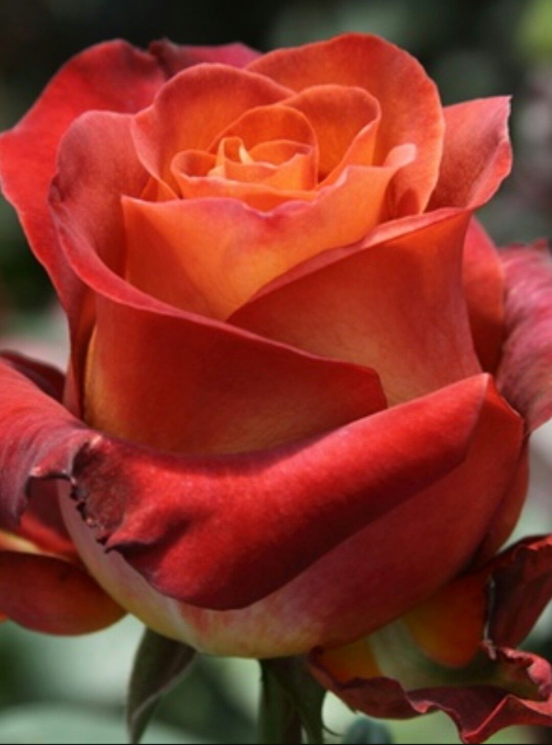 Роза чайно-гибридная коричневая 