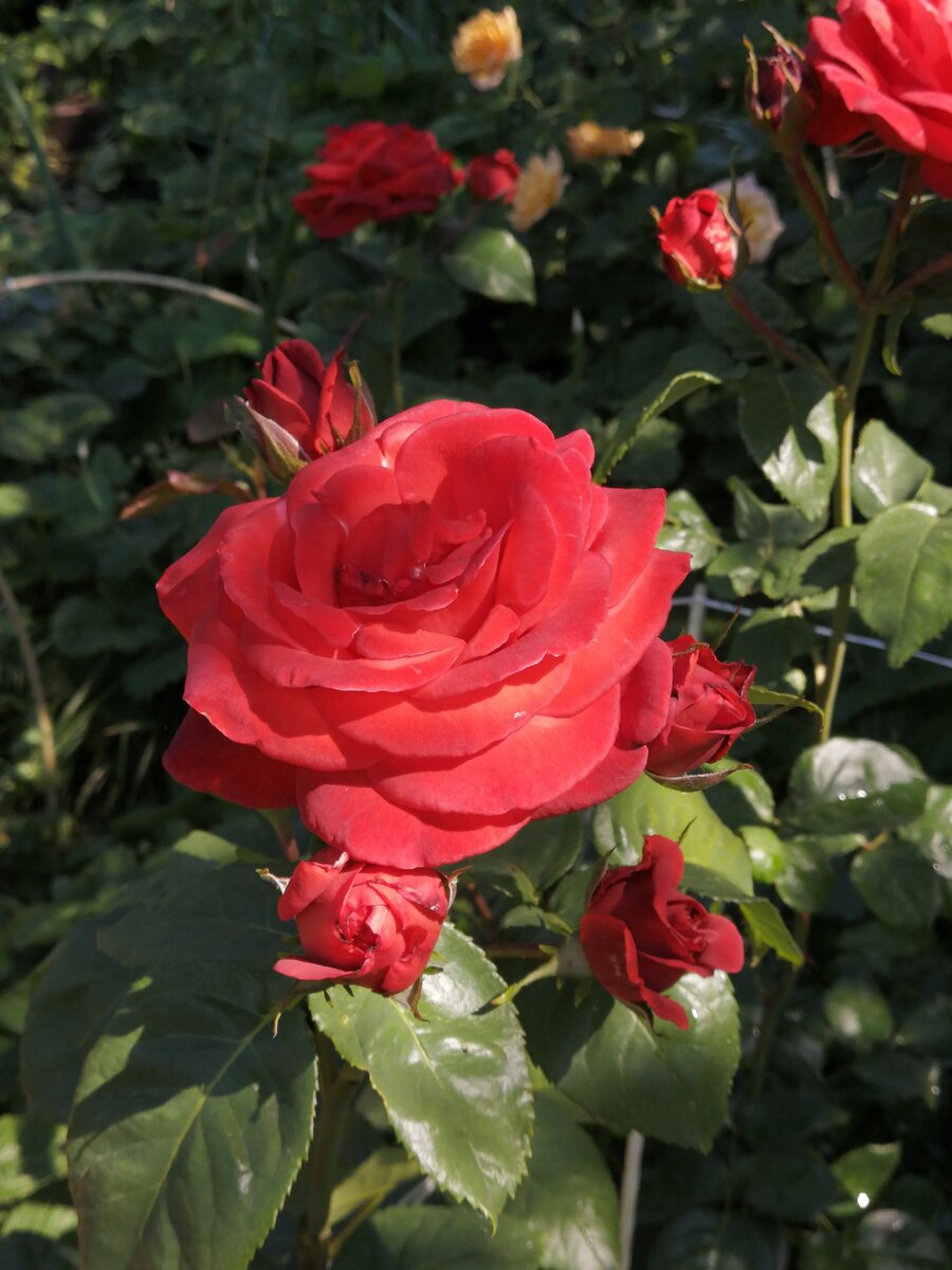 Роза терракота чайно-гибридная