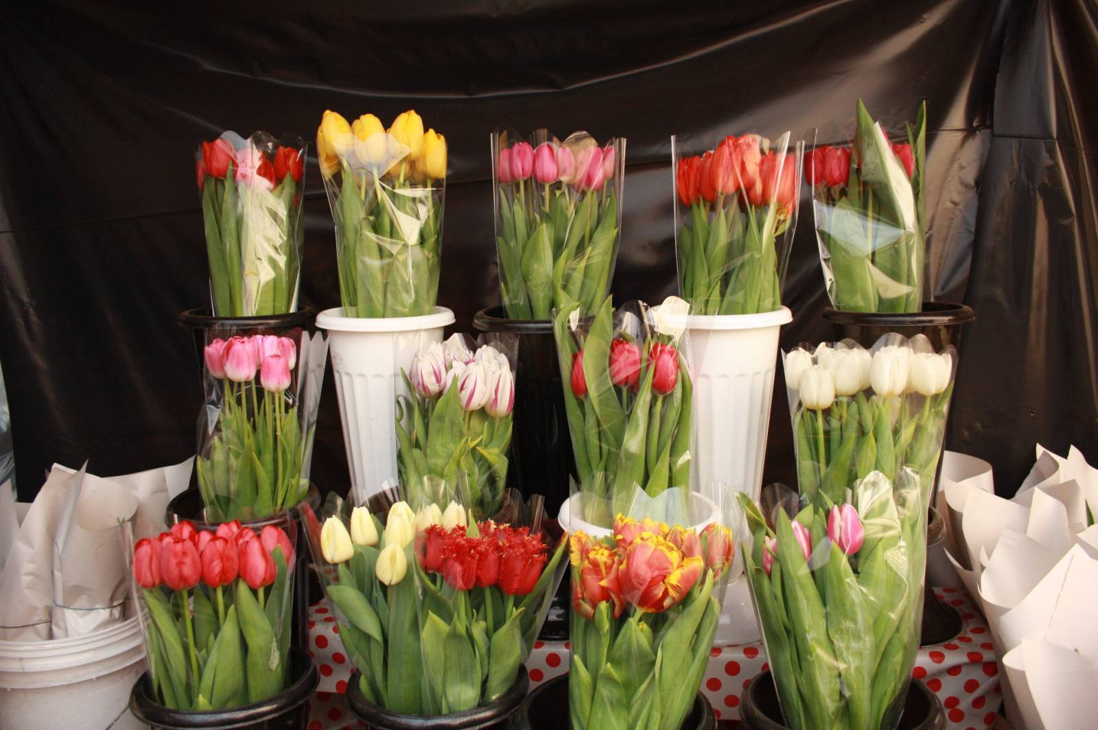 Купить тюльпаны в улан удэ. Тюльпаны срезка. Тюльпаны свежесрезанные. Тюльпаны в срезке. Тюльпаны в цветочном магазине.