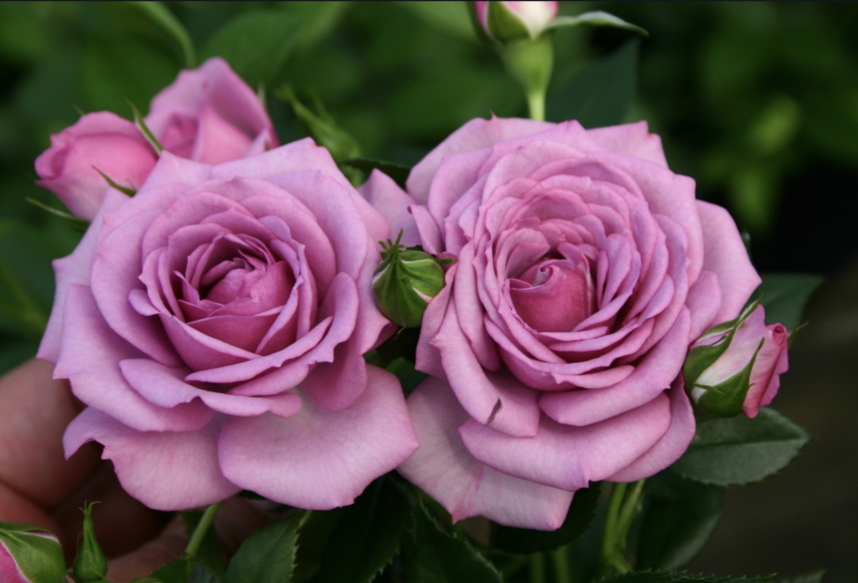 Узнать сорт розы по фото онлайн бесплатно без регистрации