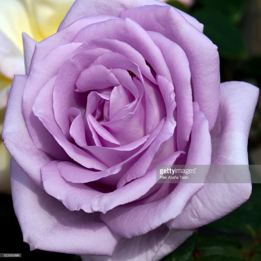 Роза флорибунда сиреневая