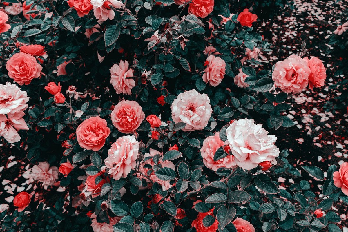 Красные розы Эстетика.