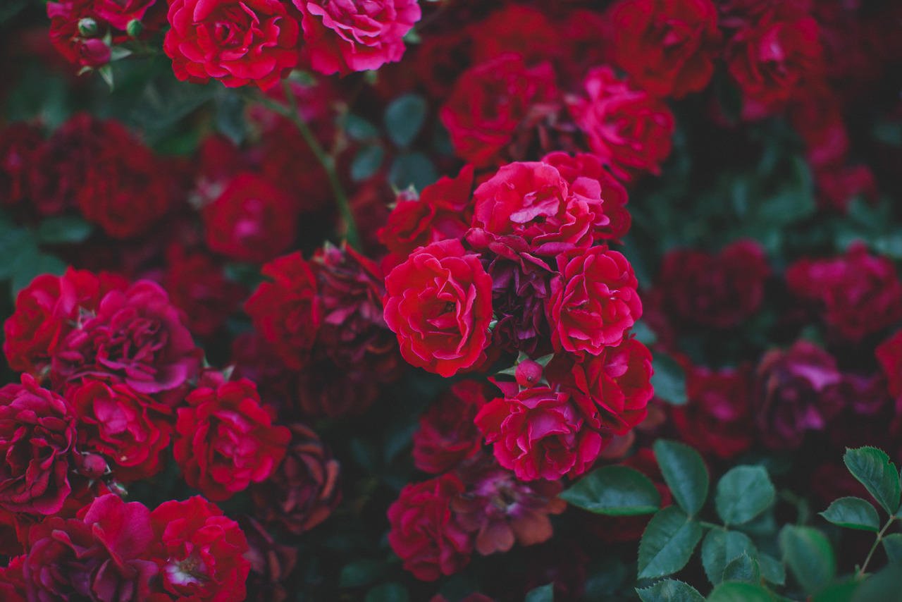 Розы эстетика (76 фото) .