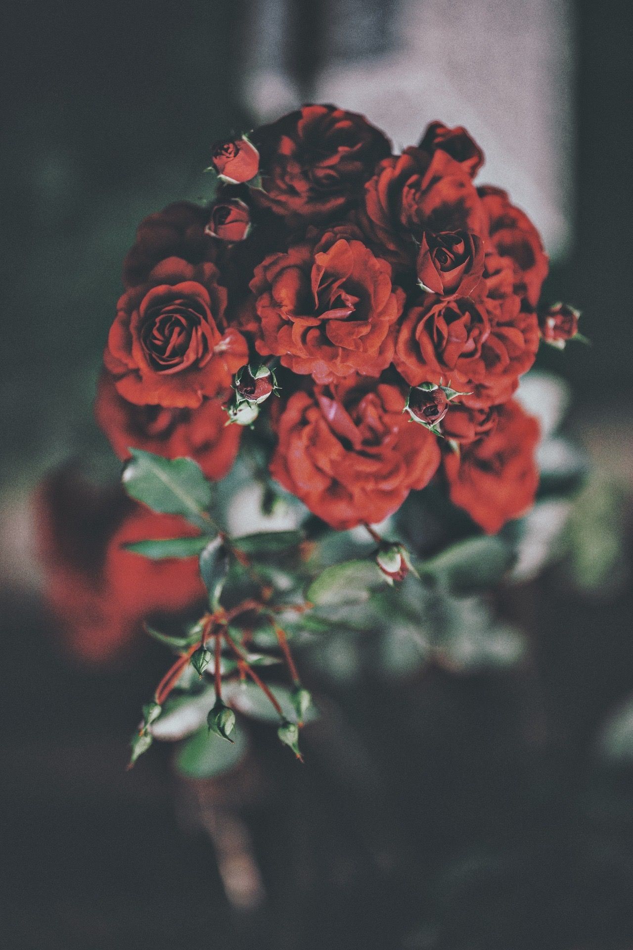 Бордовые розы Эстетика