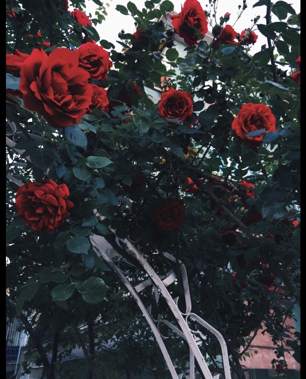Роза черный букет плетистая