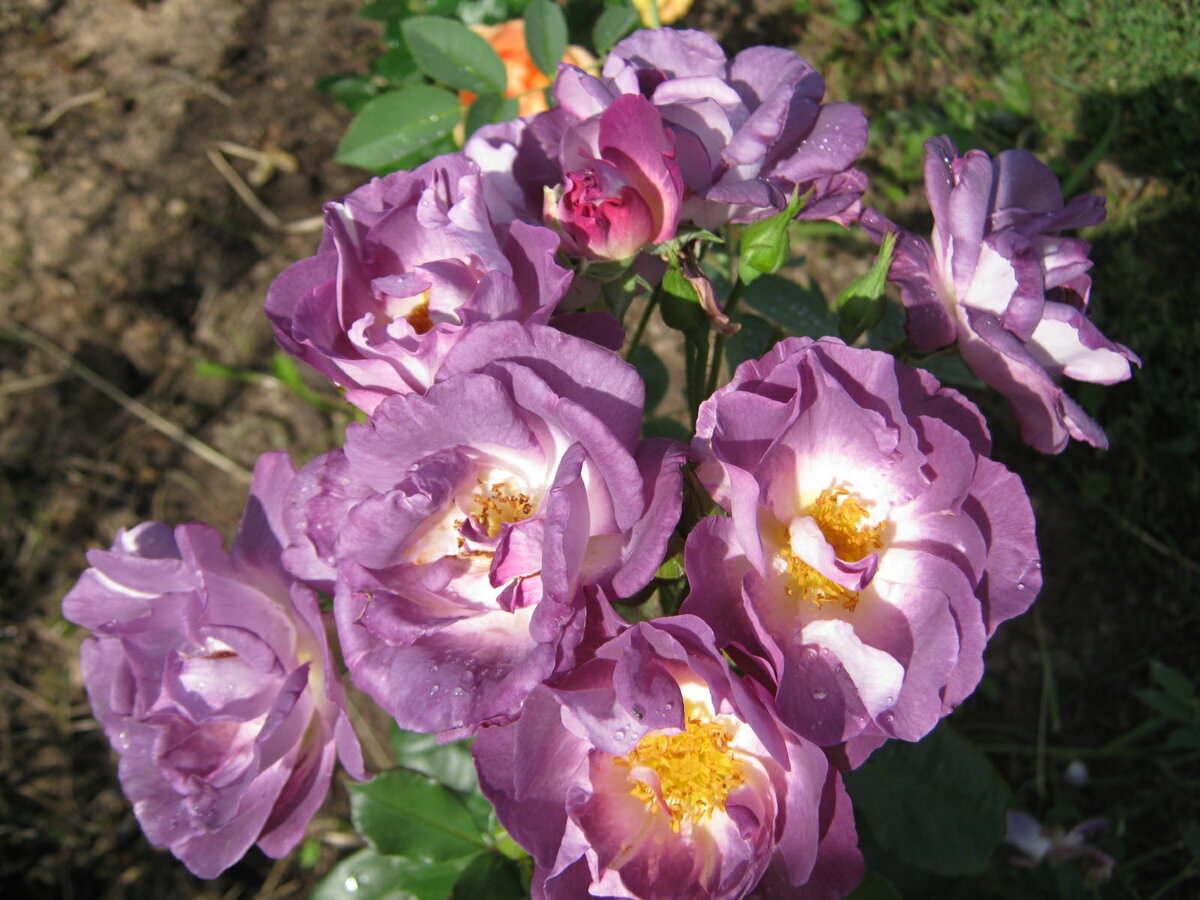 Гультимея Персидская роза