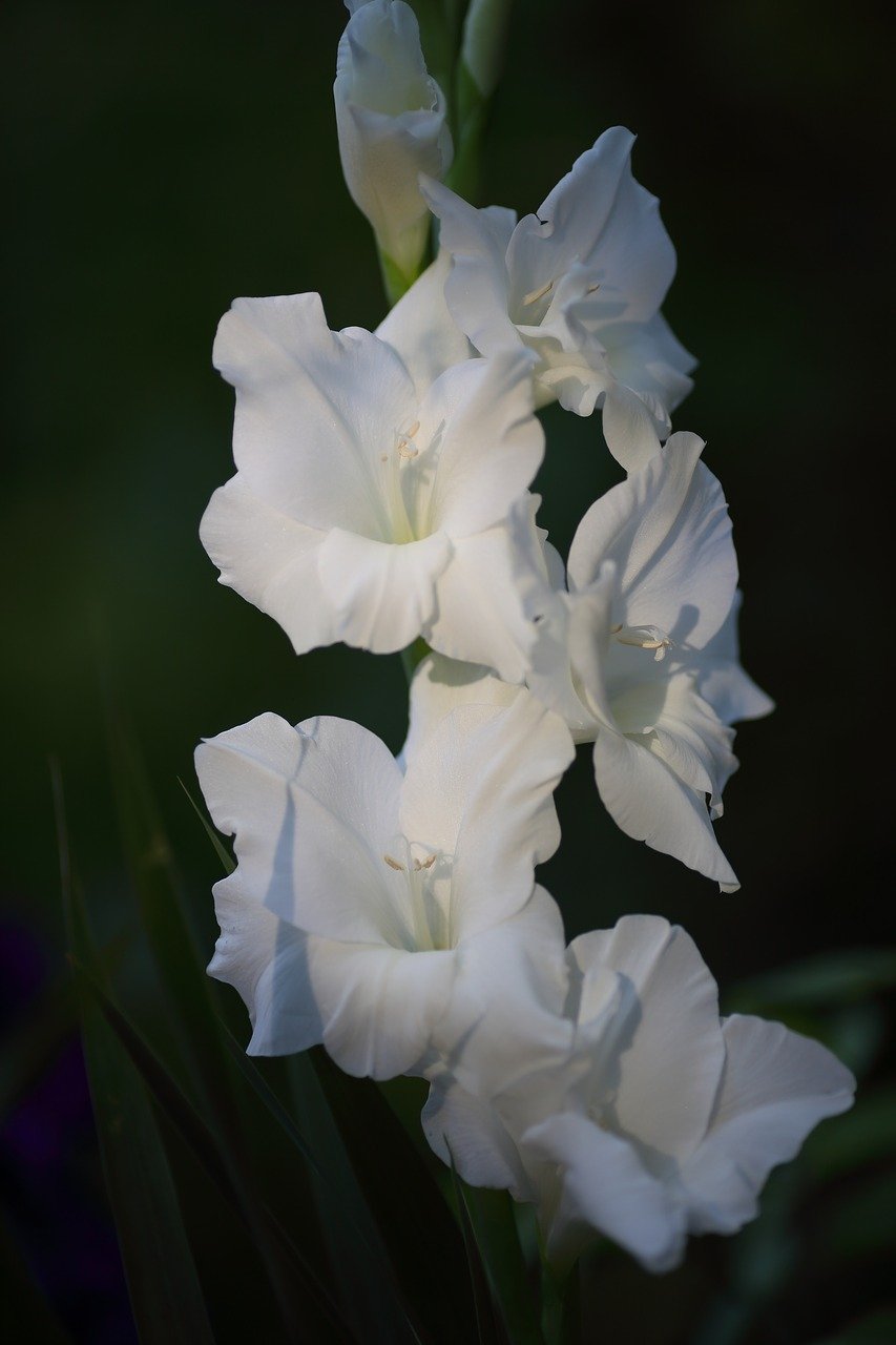 Цветы гладиолусы белые