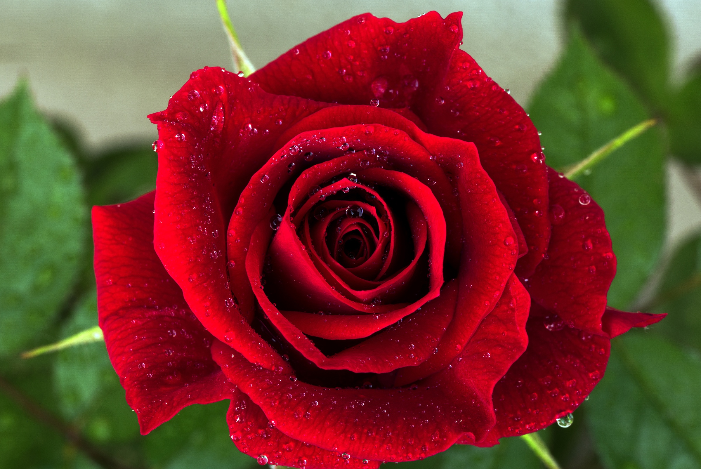 Покажи фотографию роз. Бутон красной розы.
