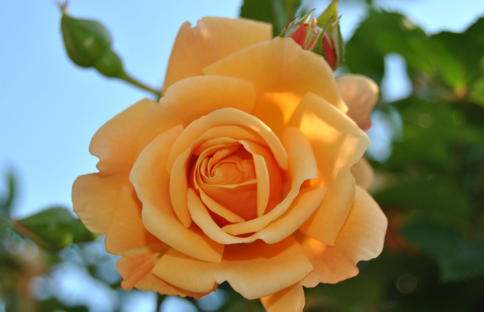 роза саида армения