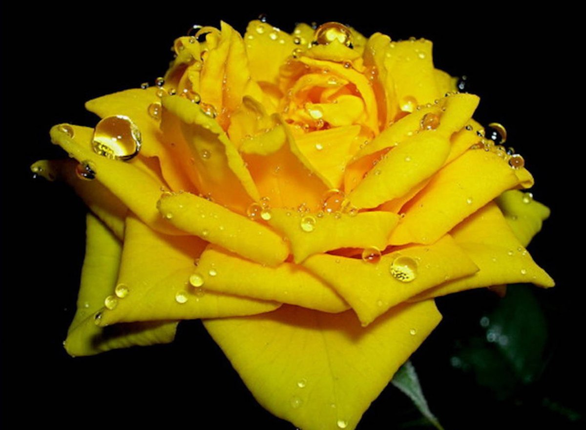 роза саида армения