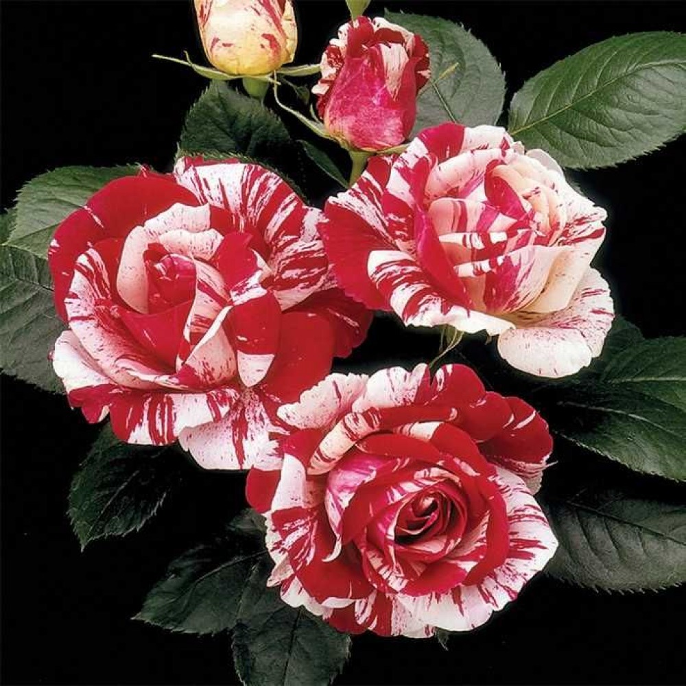 Роза флорибунда Сентименталь
