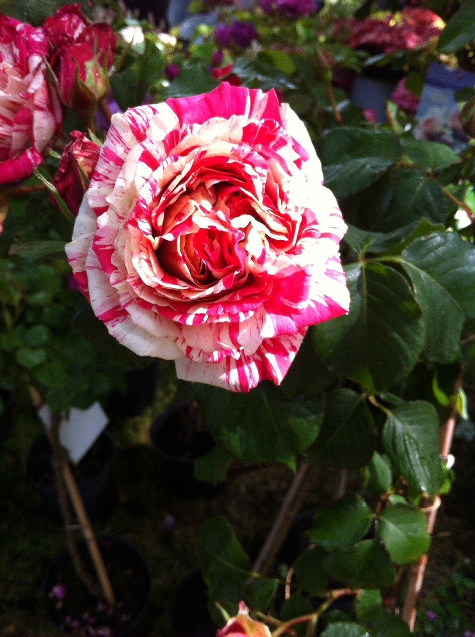 Плетистые розы двухцветные фото и названия