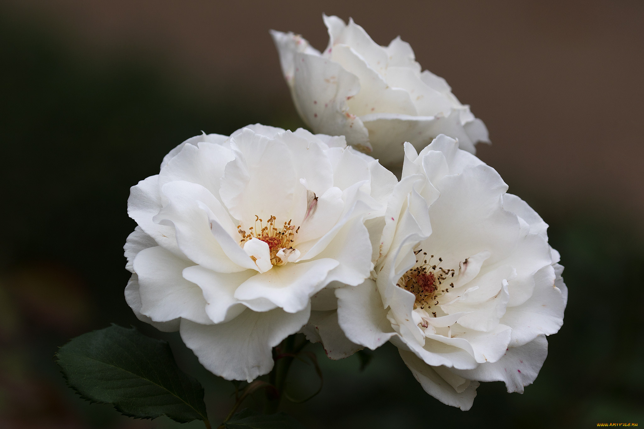 Роза флорибунда Бьянка белая