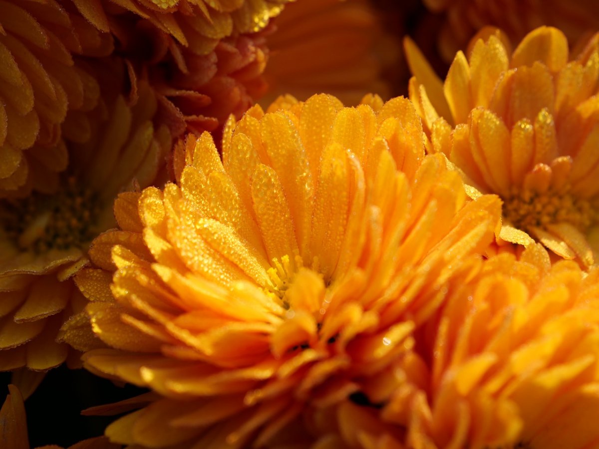 золотые хризантемы фото