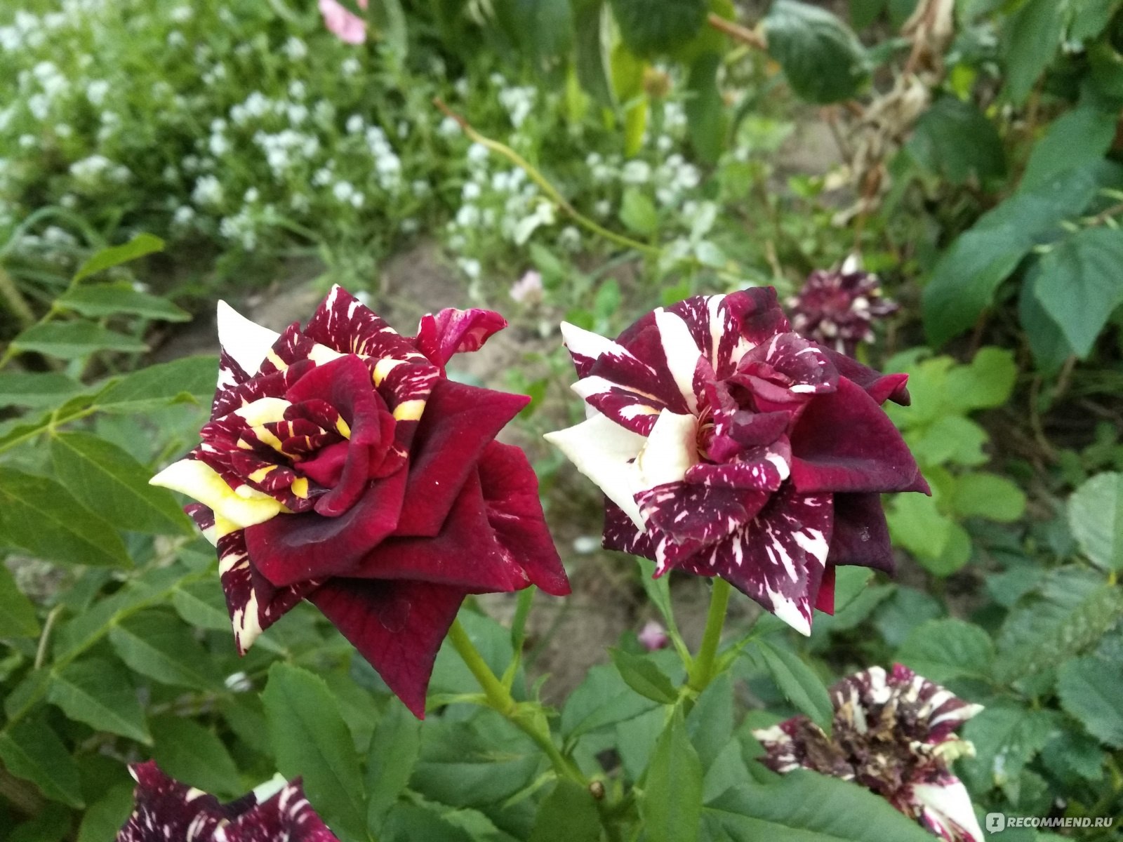 Роза чайно-гибридная многоцветная 