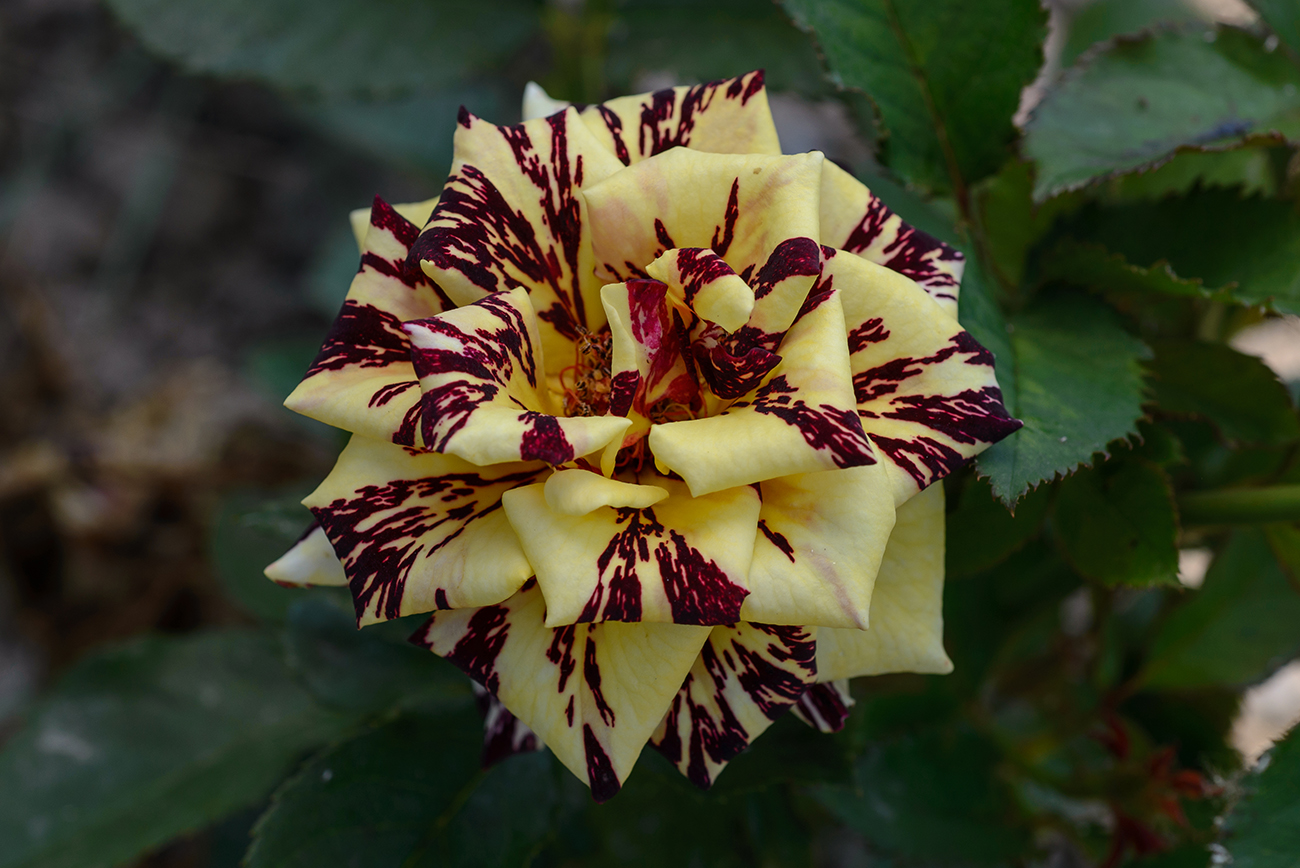 Роза абракадабра Волжский сад