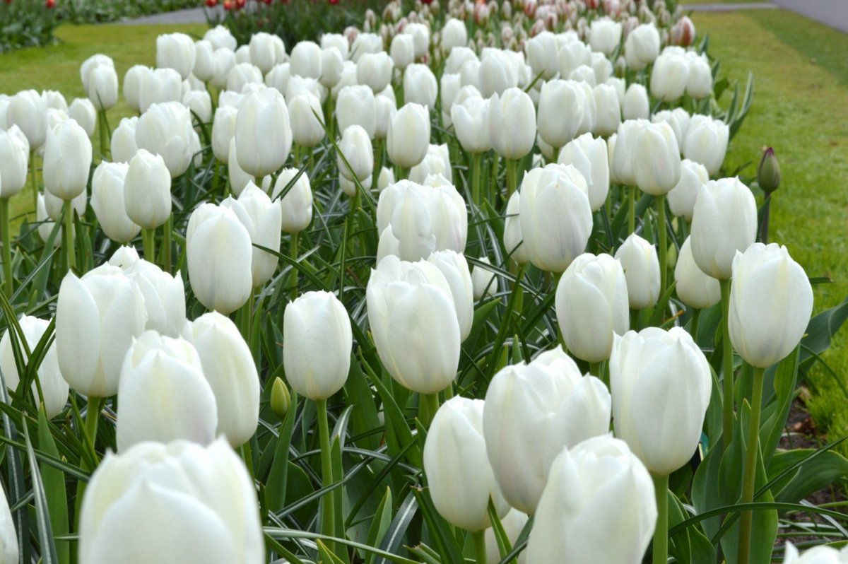 Тюльпаны белые сорта с названиями с фото