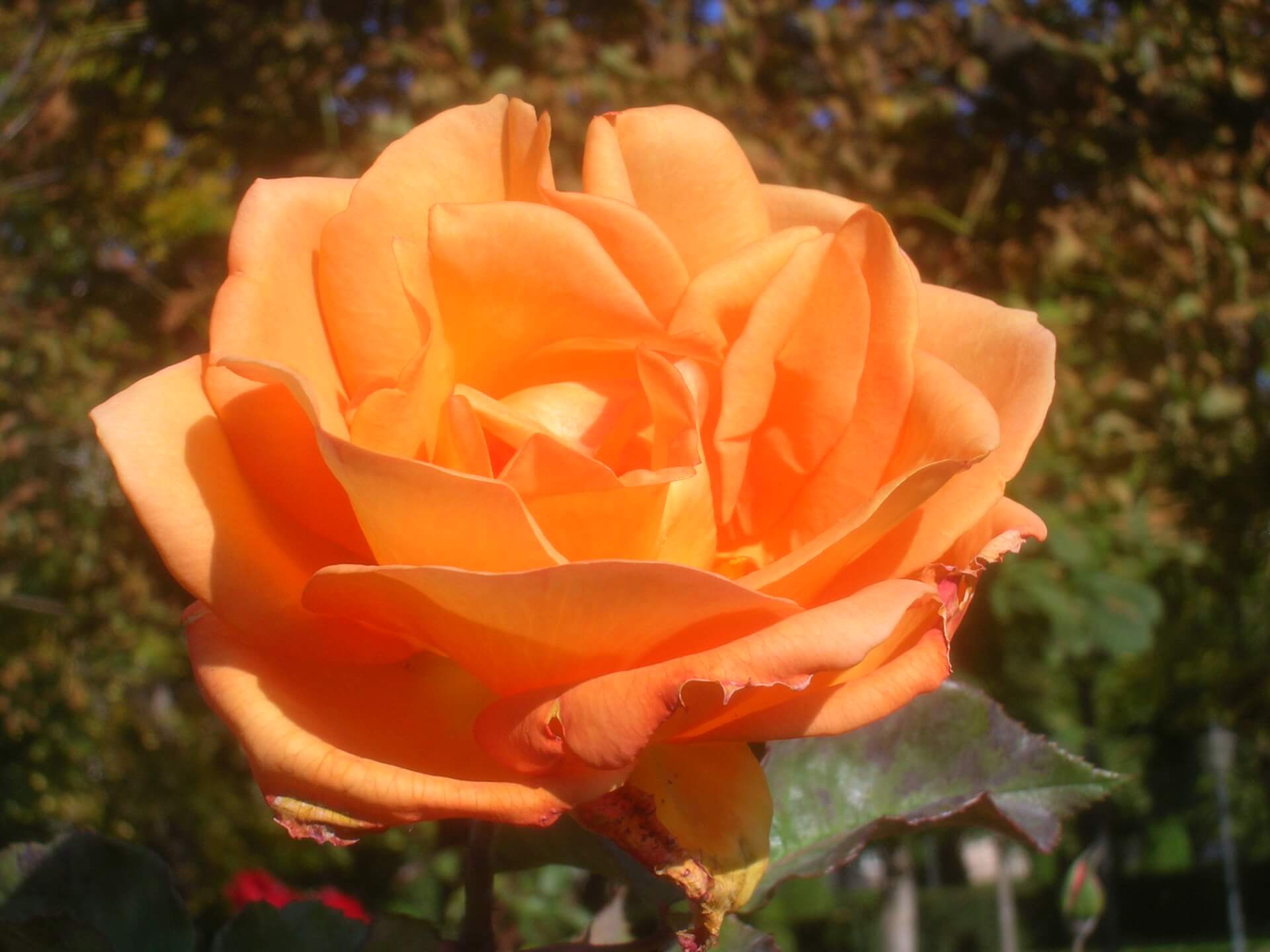 Сорт розы Дорис Тистерман
