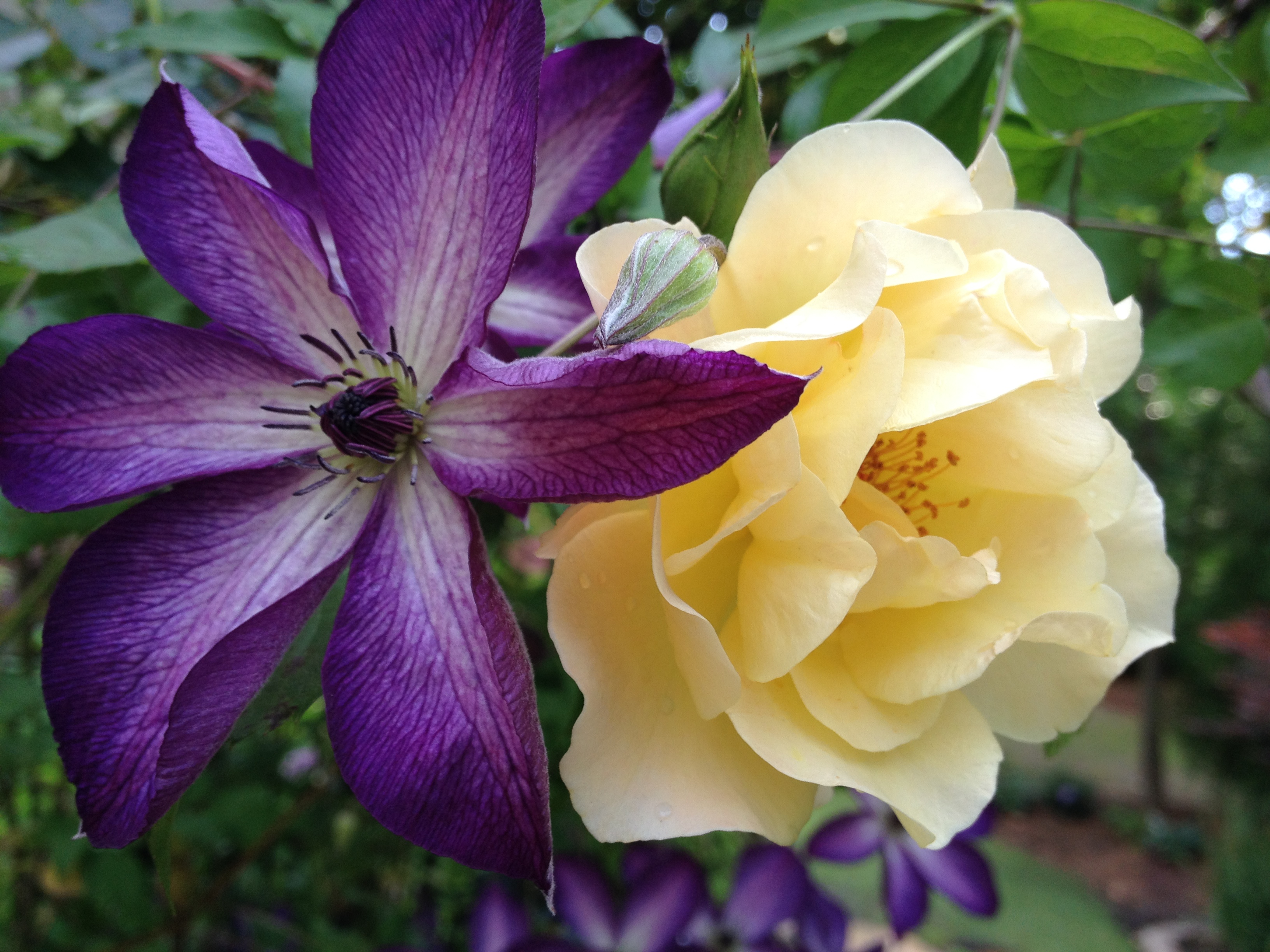 Желтая роза фиолетовый клематис