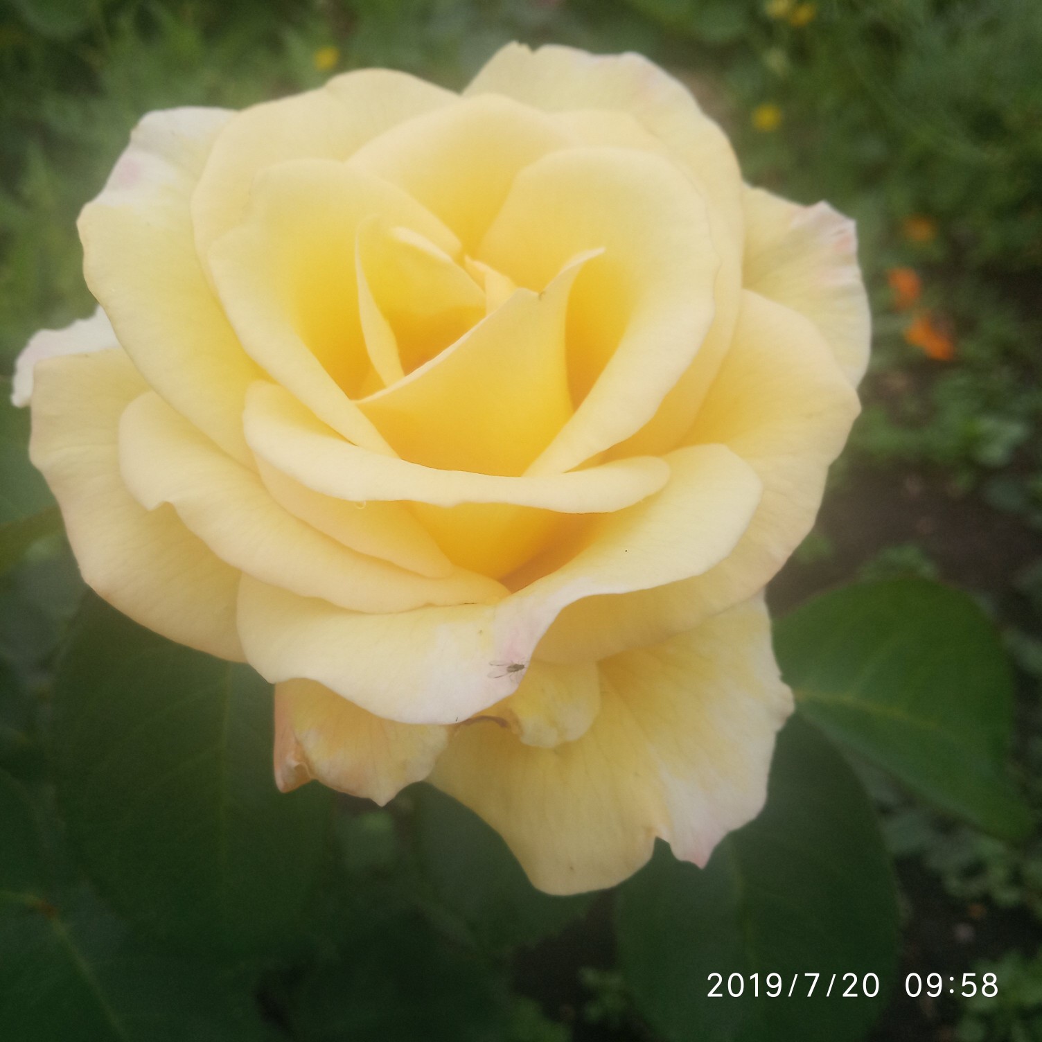 Роза марина фото