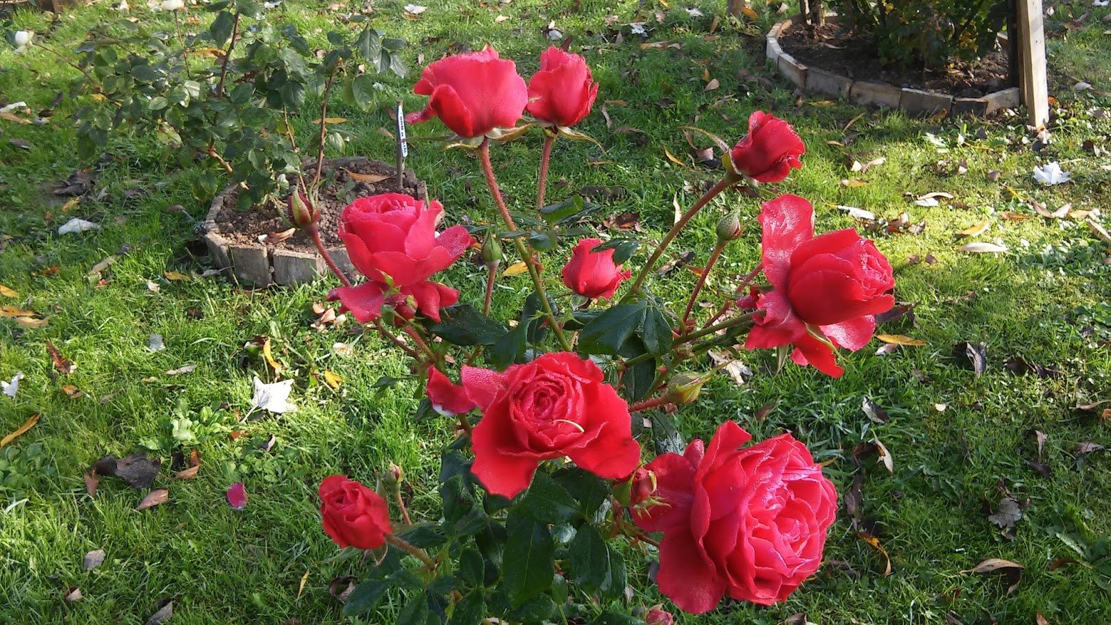 Роза кустовая черри Хеопс