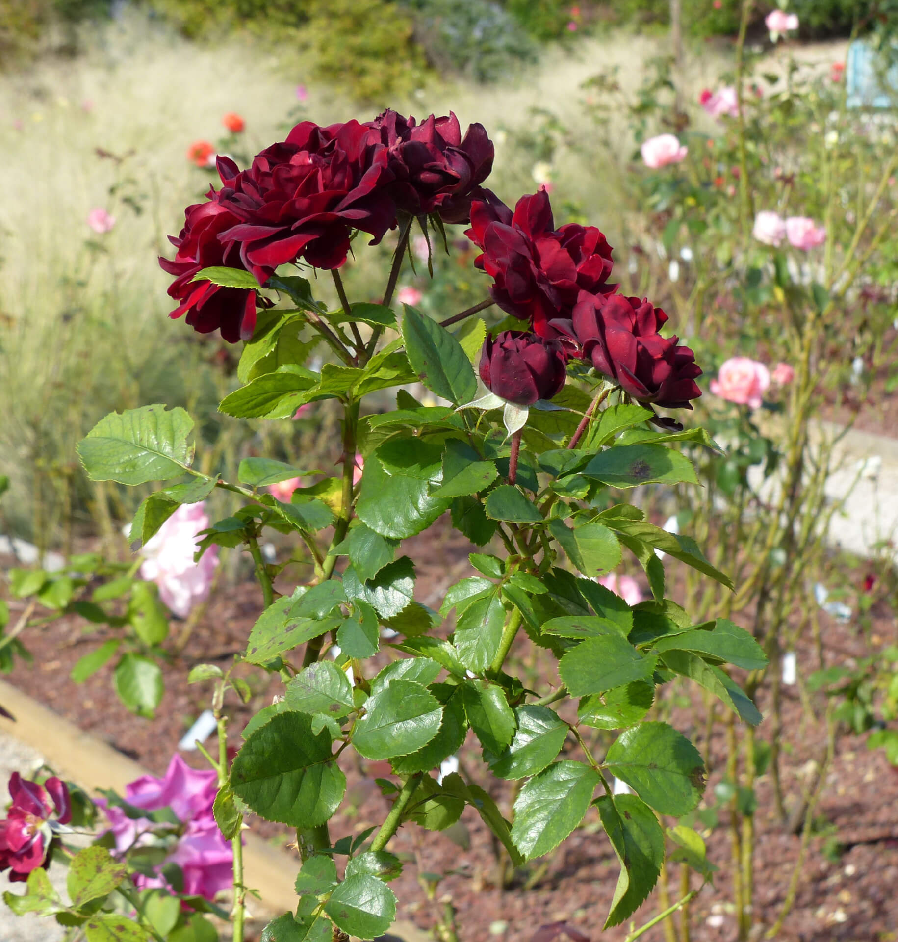 Маликорн (Malicorne) роза