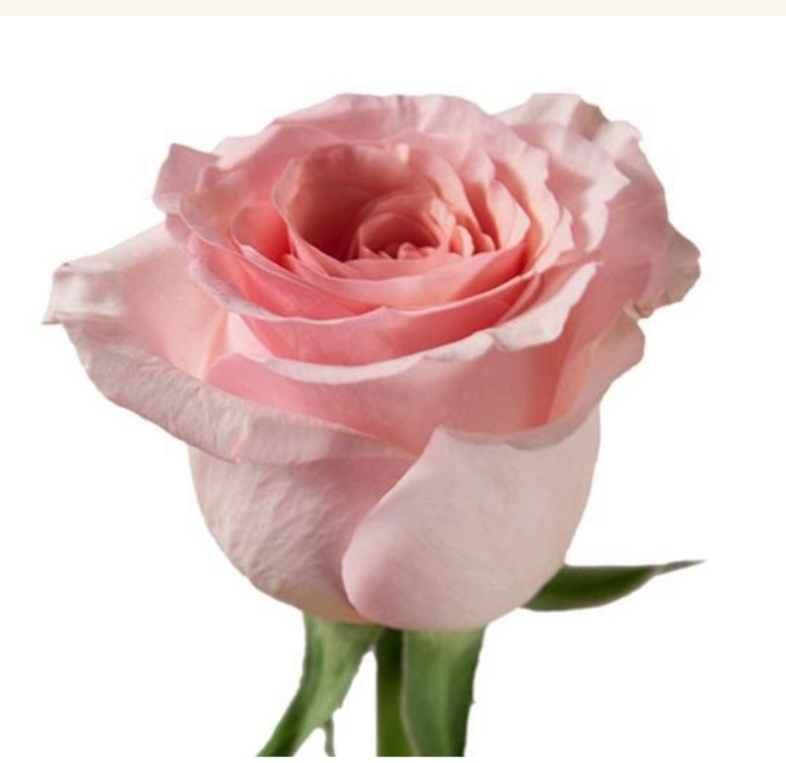 Salma роза Эквадор