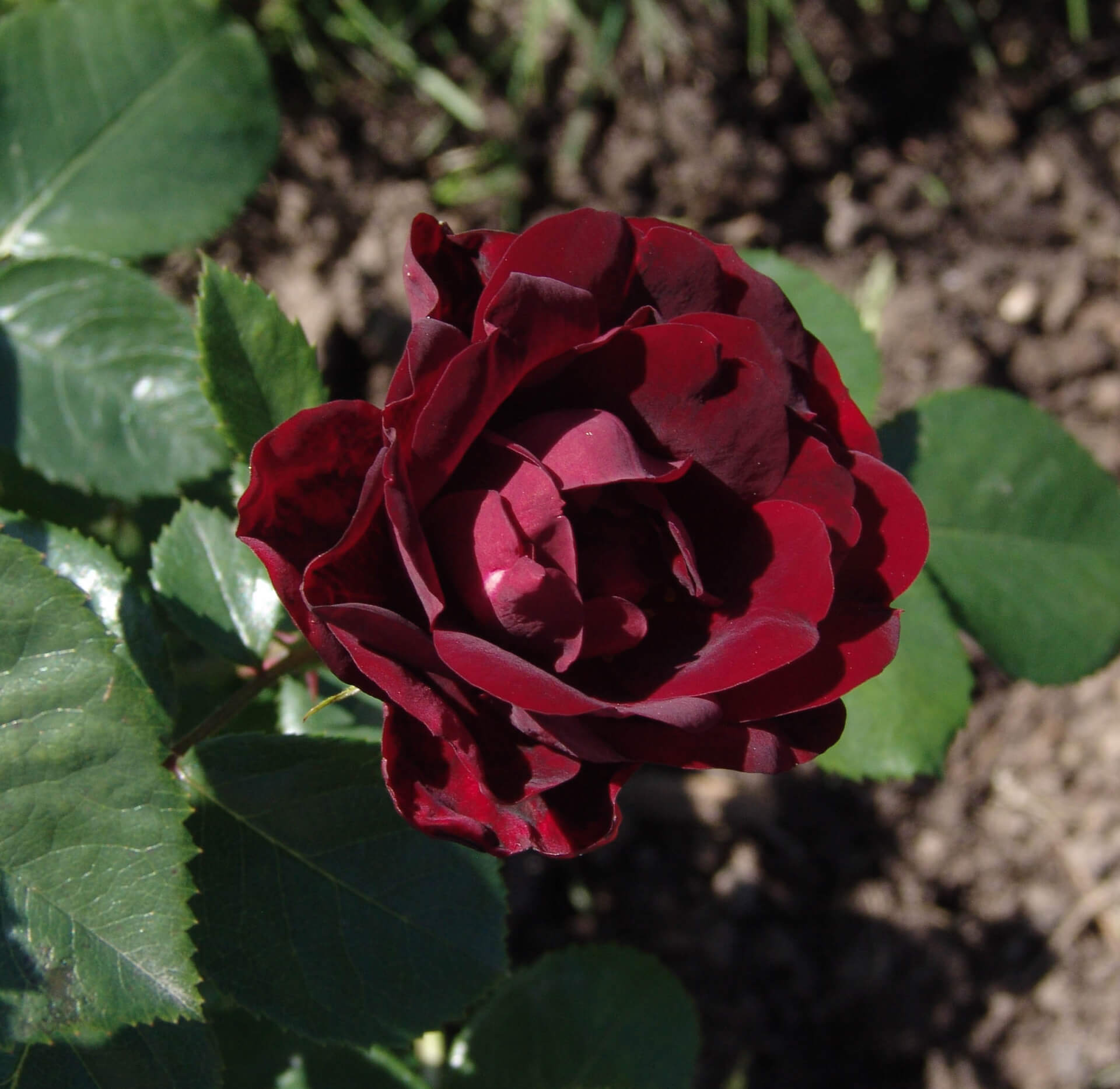 Роза флорибунда Маликорн