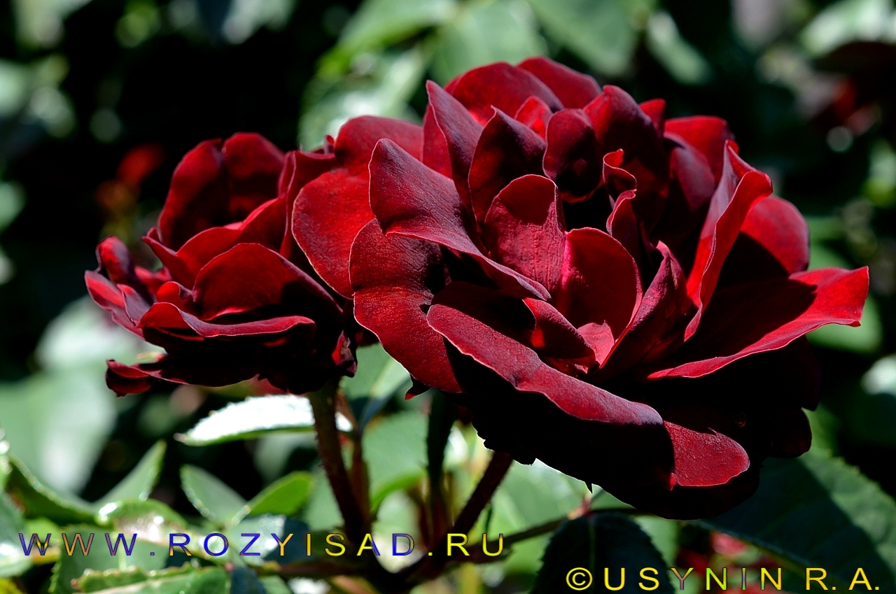 Питомник роз в Ряжске в Рязанской области