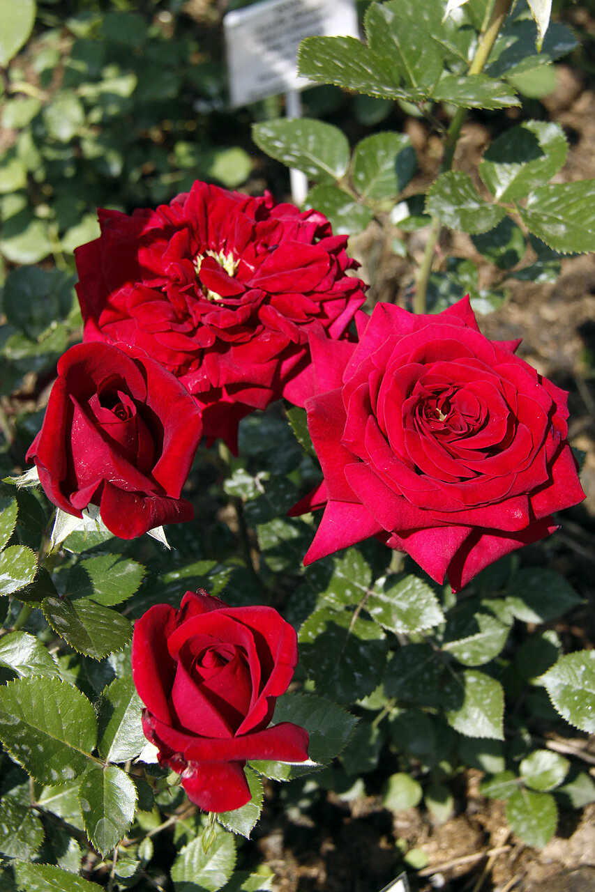 Бордовые розы флорибунда Маликорн