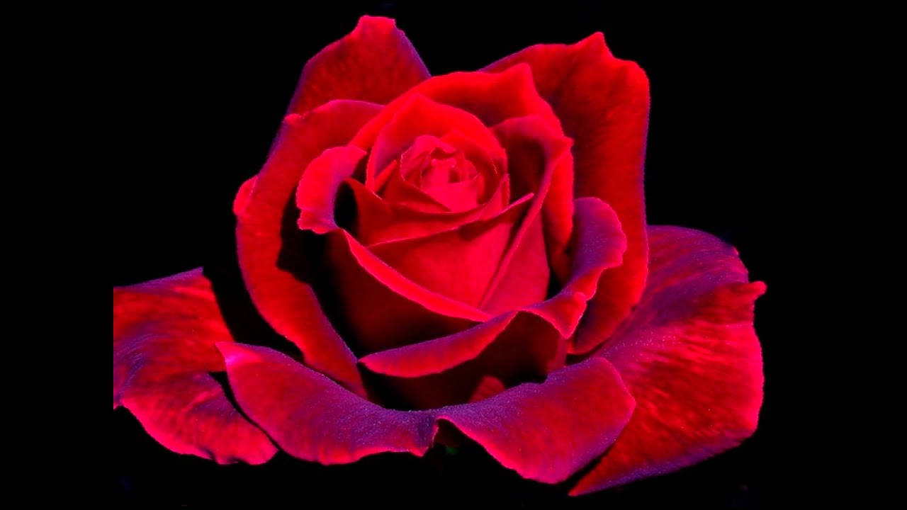Красная роз символ страсти