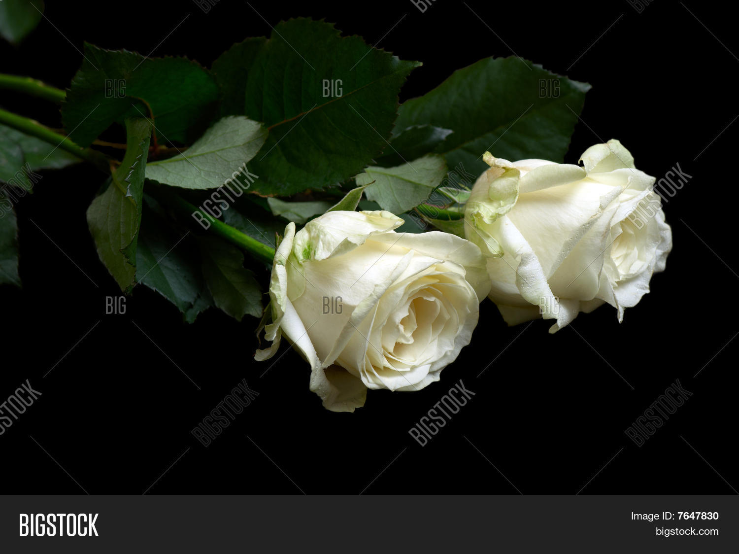 Две белые розы на черном фоне