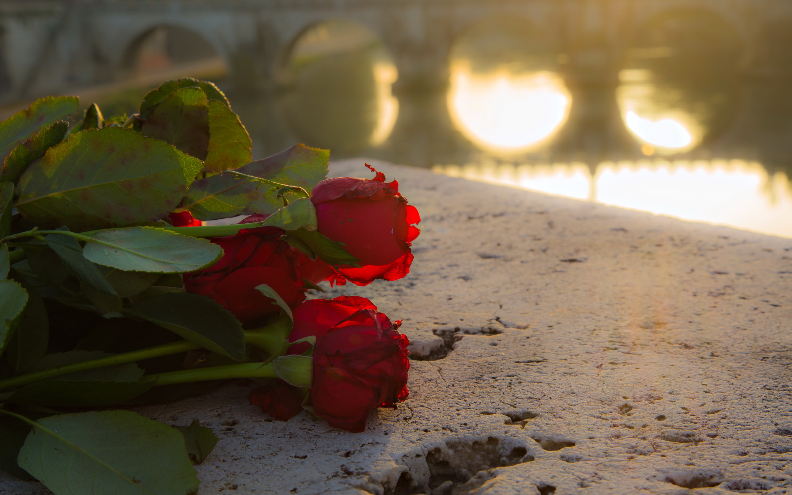 Устал роз. Розы на рассвете. Букет красных роз на фоне моря. Розы памяти.