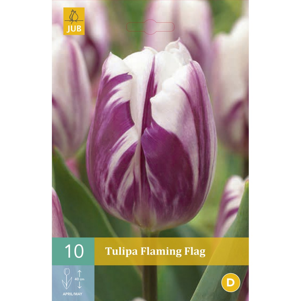 Тюльпан flaming flag фото и описание