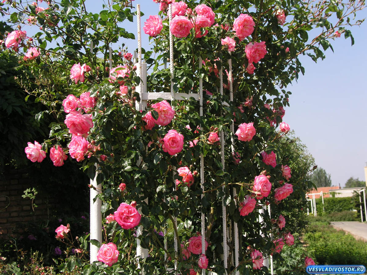 розовые плетистые розы сорта фото