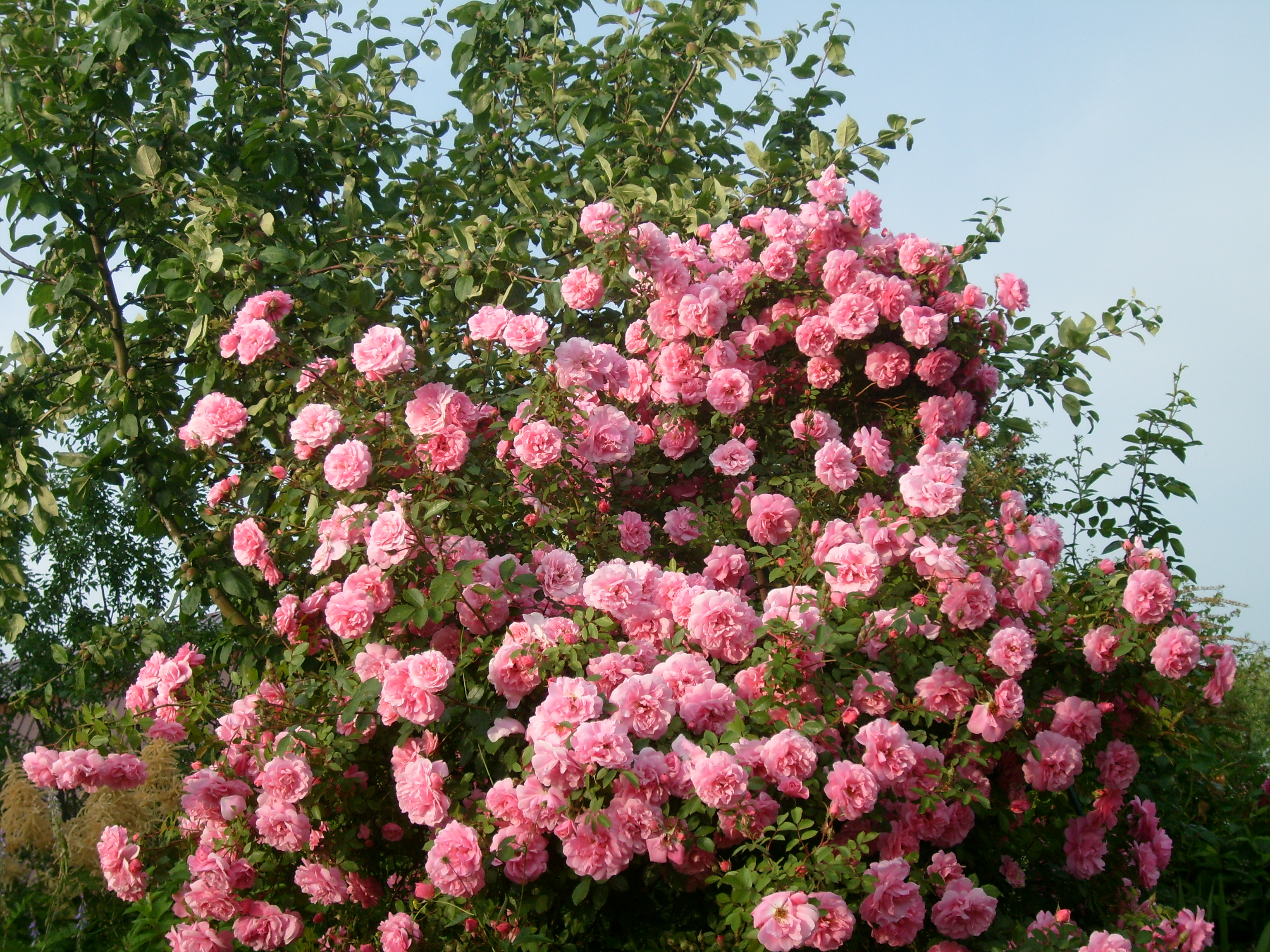 Розы плетистые сорта зимостойкие фото