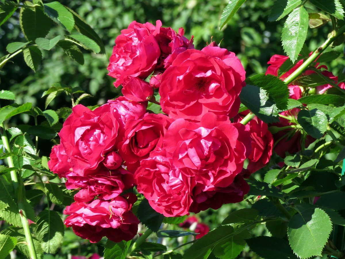 Плетистая роза фото и названия