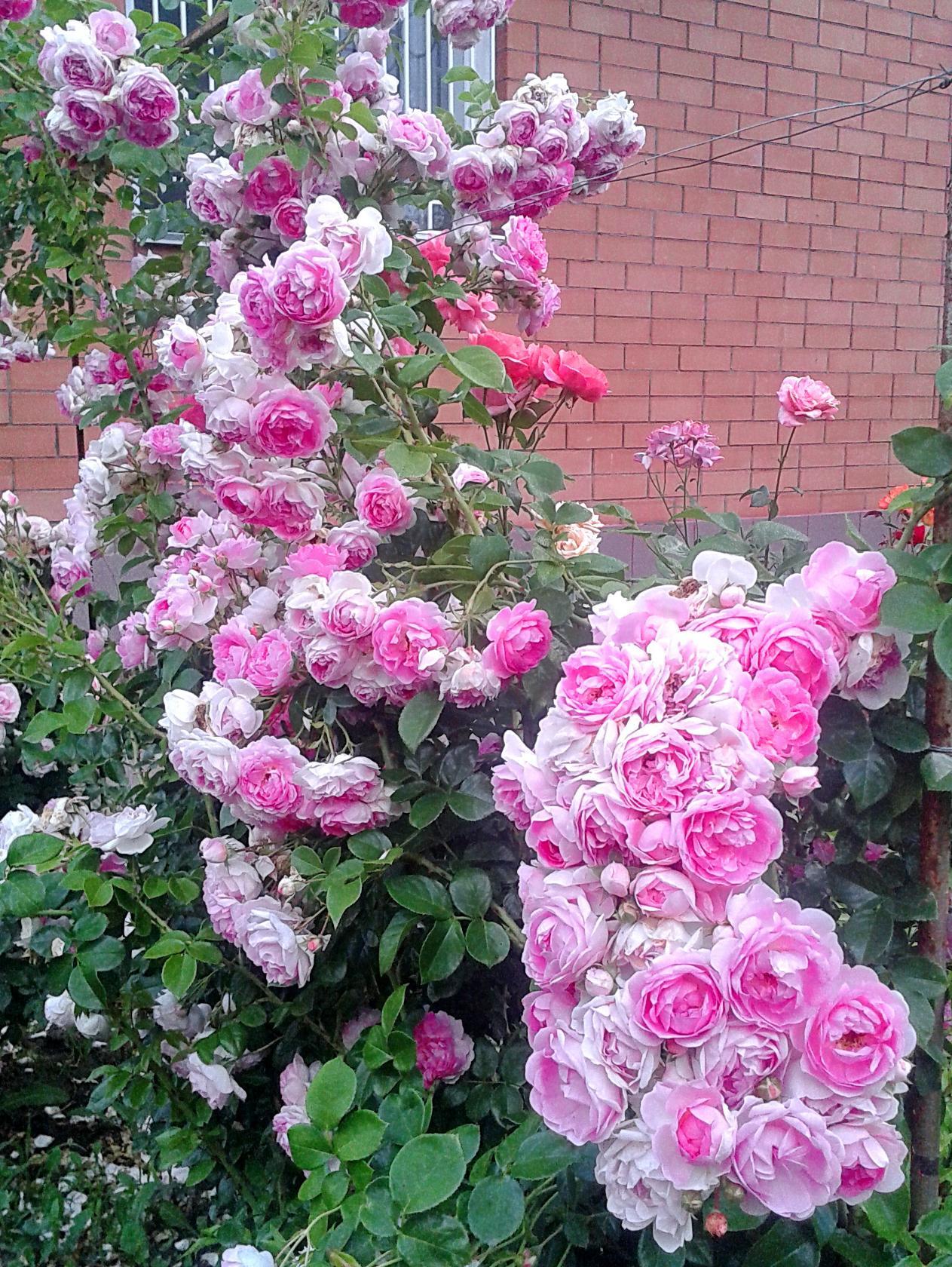 плетистые розовые розы фото и названия