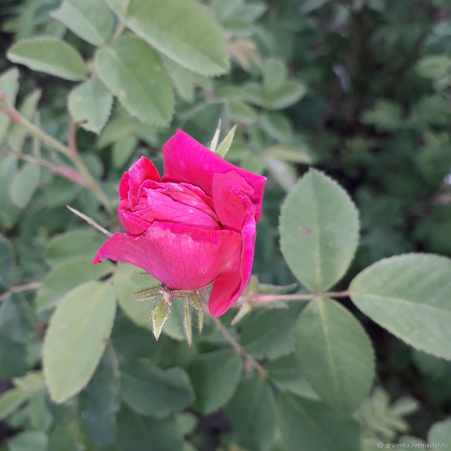 Роза иглистая