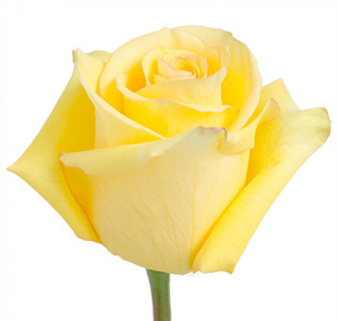 Роза Эквадор желтая сорта