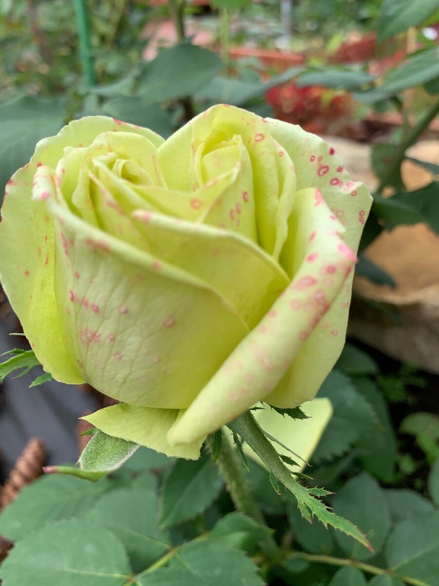 Роза чайно-гибридная Амандина