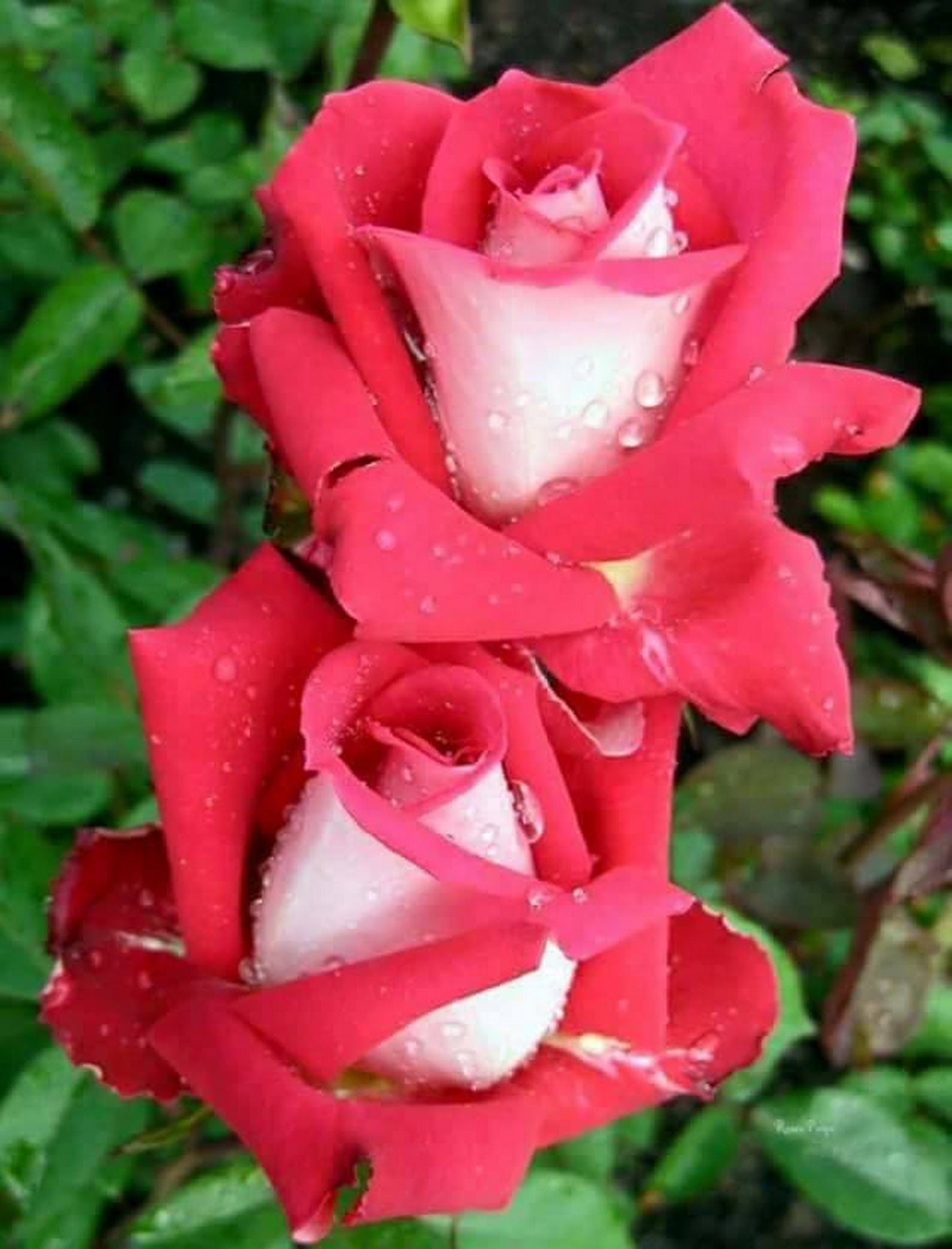 Нереально красивые розы