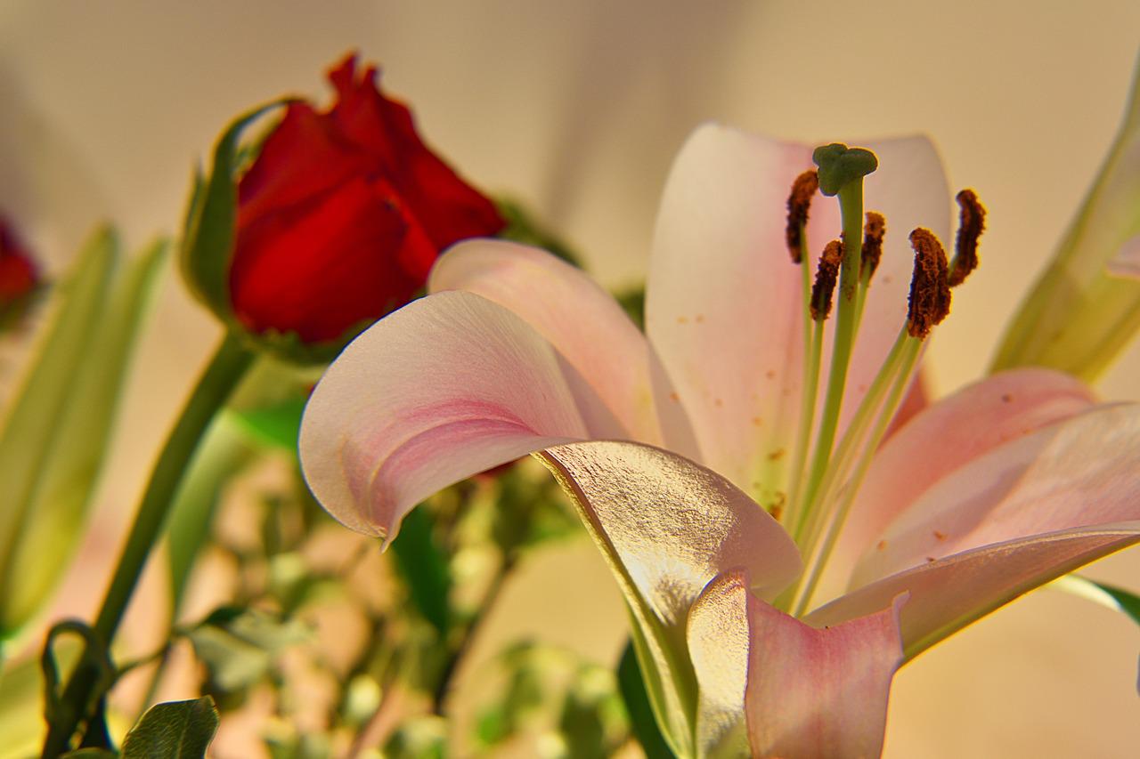 Роза Лилия цветок