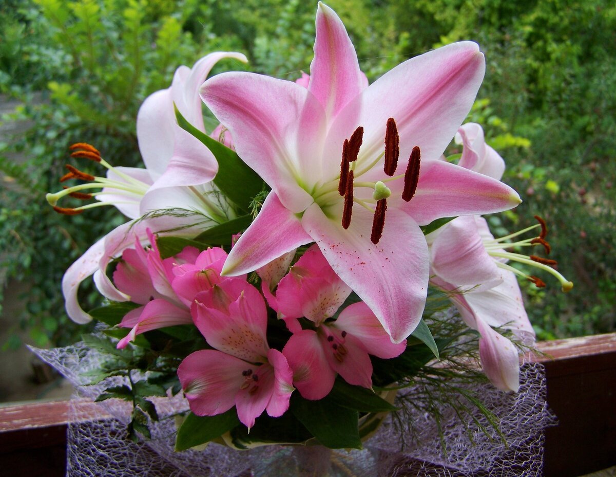 Цветы Красивые Лилии