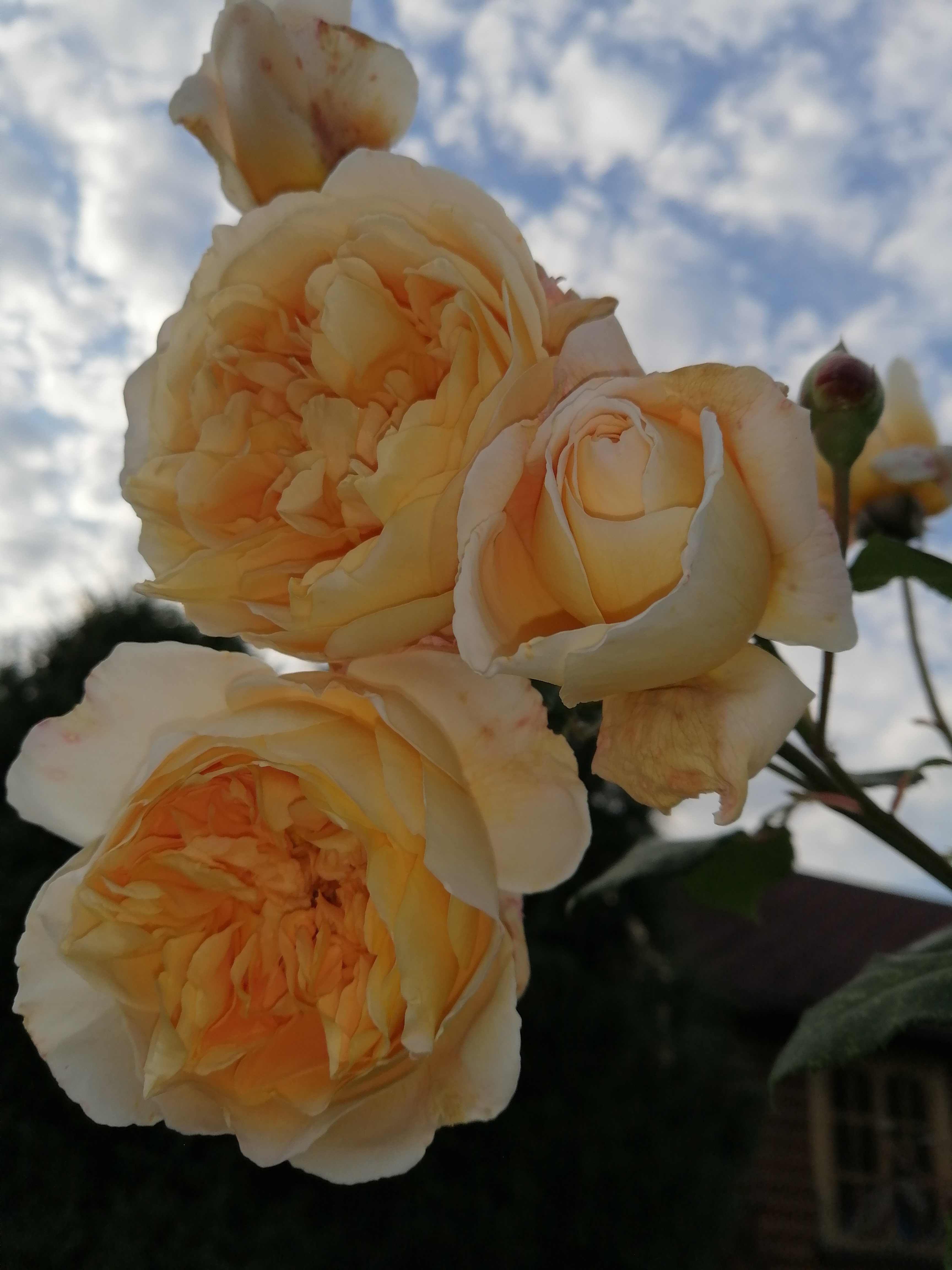 Краун Маргарита роза