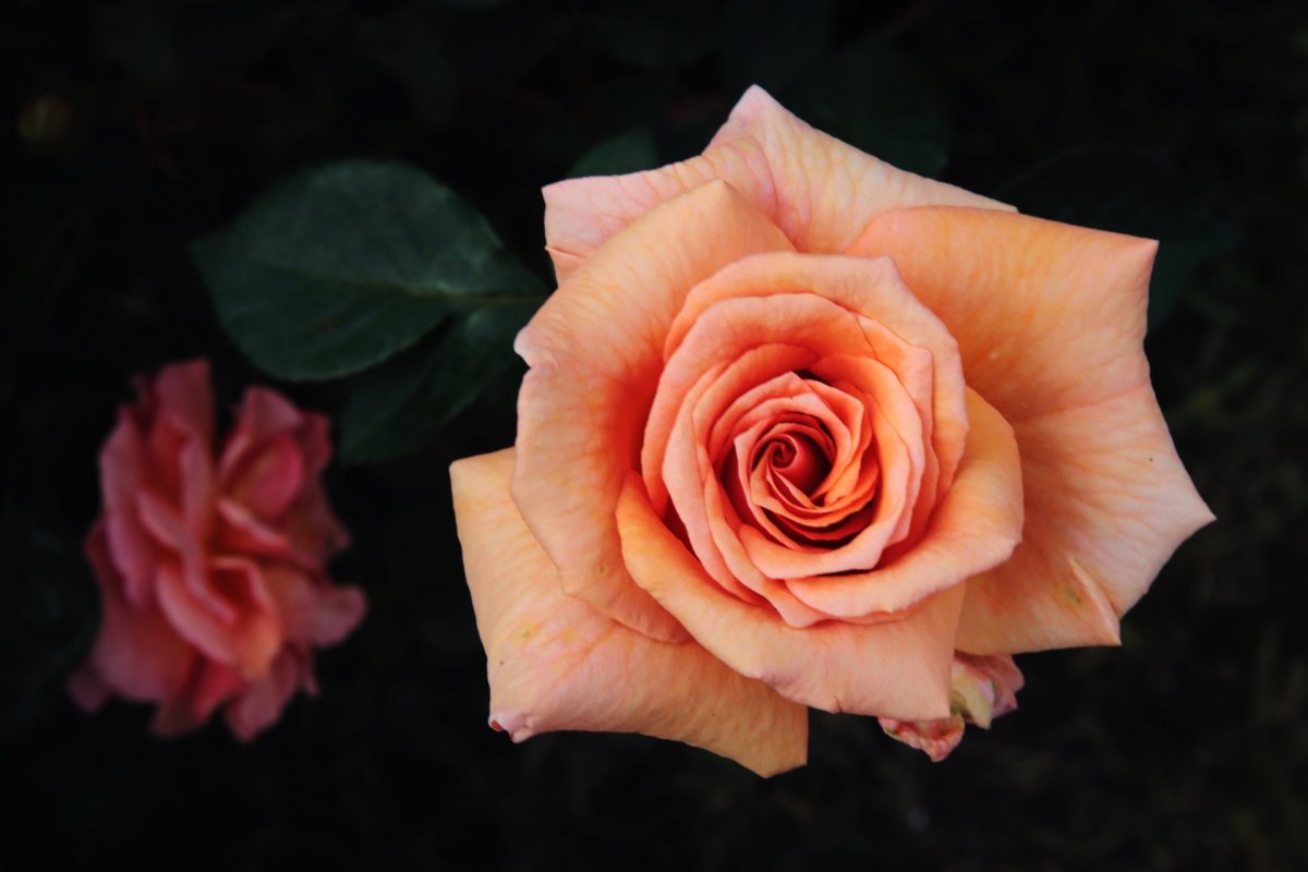 Роза Campanella Peach