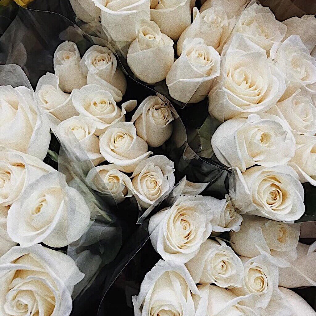 Белая роза фото высокого качества