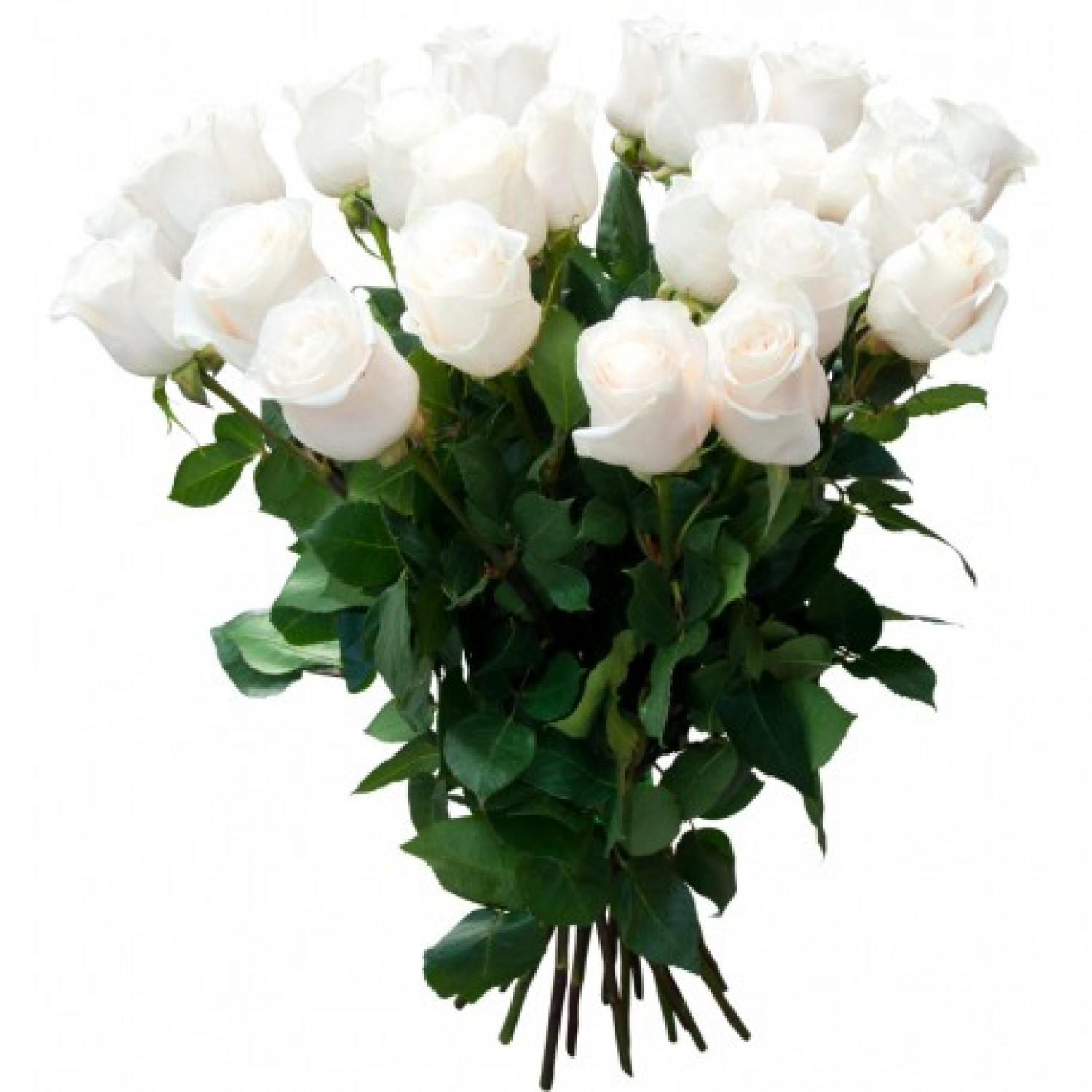 Букет цветов «25 белых роз»