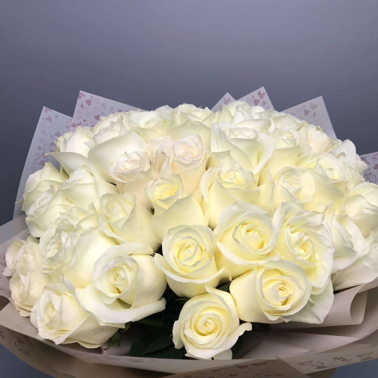 лучшие фото белых роз